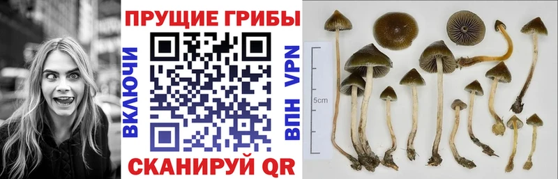 Галлюциногенные грибы Psilocybine cubensis  Дятьково 